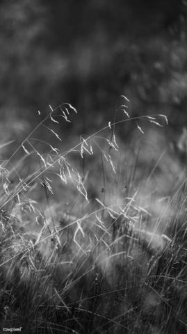 Grayscale Grass Mobile Phone Wallpaper Premium Image By Rawpixel