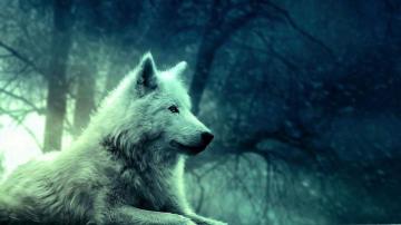 Wallpaper Wolves