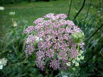 Queen Anne S Lace HD Wallpaper