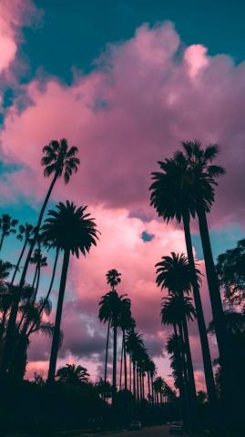 Palm Trees Sunset By Roberto Nickson iPhone