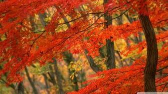 Japanese Maple Japan Wallpaper