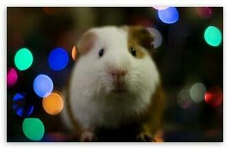Home Holidays Christmas