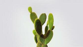 Cactus 4k HD Desktop Wallpaper For Ultra Tv Wide