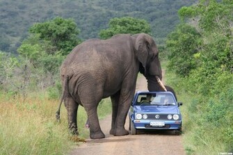 Elephants Wallpaper Elephant