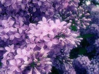 Lilac Flowers Wallpaper 3d For Desktop