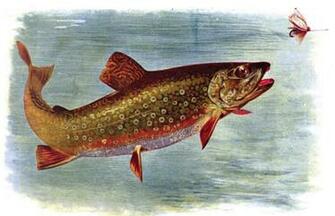 File Brooktroutamericanfishes Jpg