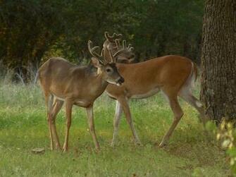 Deer Themes Image