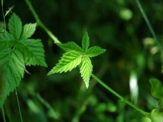 Beautiful Green Leaf Desktop Pc And Mac Wallpaper