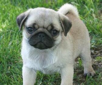 Pug Image Desktop Background For HD Wallpaper Wall