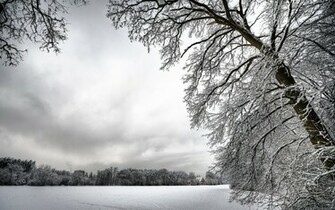 Snow Tree Wallpaper