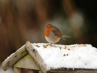 Wallpaper Winter Bird