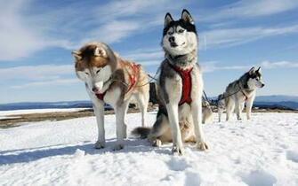 Wallpaper Dog Sledding Snow Sky Cold HD Picture Image