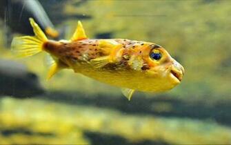 Beautiful Water Animals Wallpaper
