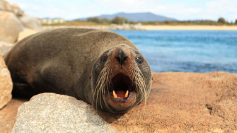 Southern Fur Seal Wallpaper