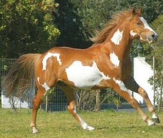 White Brown American Paint Horse Okay Wallpaper