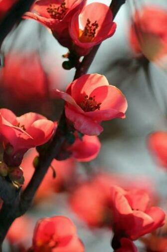 iPhone Background Wallpaper Image Pictures Design