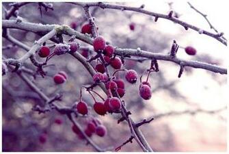 Winter Berries By Diamondstwinkle18