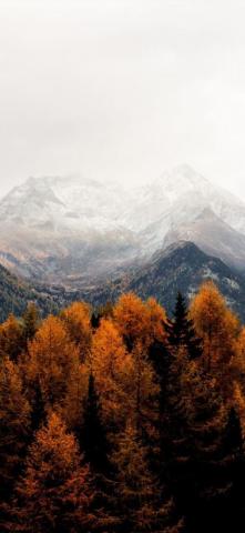 Autumn iPhone Wallpaper On