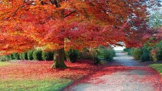 All Hot Informations Autumn Nature HD Wallpaper