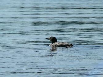 Loon High Resolution HD Wallpaper Color Palette Tags Common