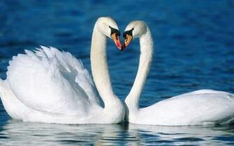 Explore The Collection Birds Swans Mute Swan
