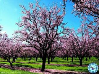 Spring HD Wallpaper Picture In Resolution