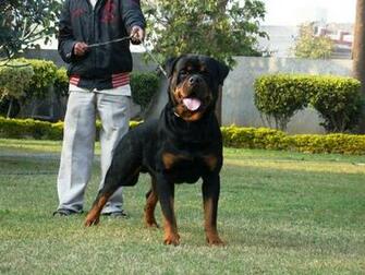 Big Head German Rottweilers