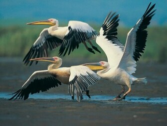 Japan Beautiful Birds Desktop Wallpaper For