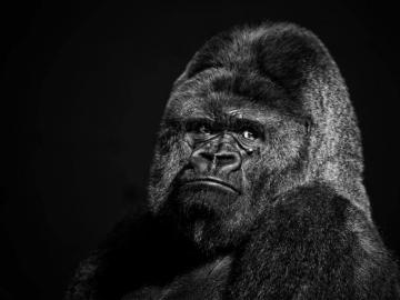 Gorilla HD Wallpaper