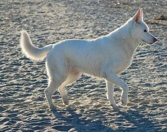 White German Shepherd Puppies Wallpaper By