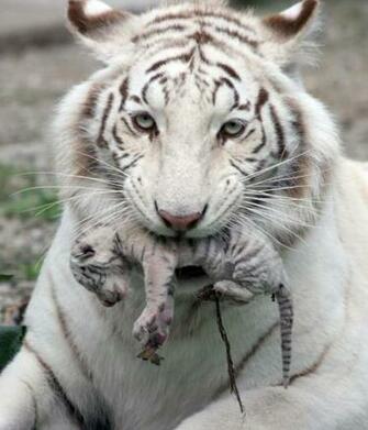 Tiger Baby Wallpaper Hires iPad Animal High Quality