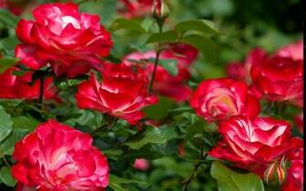 Kindle Fire HDx Hq Wallpaper Screensavers And Background