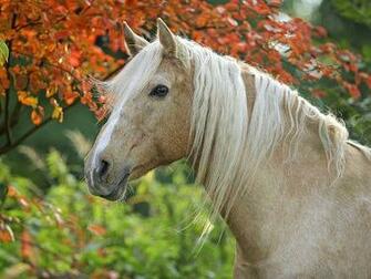American Saddlebred Show Horses Sale Wallpaper Computer Background