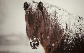 Wallpaper Horse Snow Winter Desktop Animals Goodwp