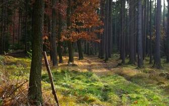 Woods Desktop Pc And Mac Wallpaper