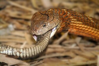 Cobra Snake Wallpaper King Cool