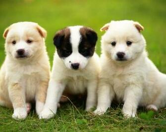Dog Dogs Puppy Puppies Awesome Animals HD Wallpaper Hq