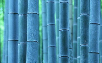 Bamboo HD Wallpaper