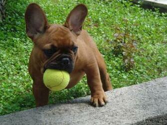 French Bulldog Wallpaper
