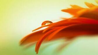 Orange Wallpaper HD For Desktop Wallpapermonkey