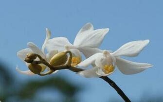White Orchids Wallpaper