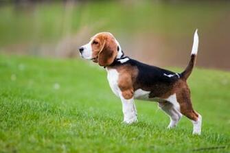 Beagle HD Wallpaper Background