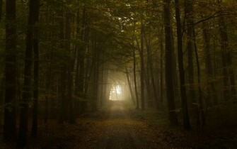 Dream Wallpaper Spooky Creepy Forest Computer Horror