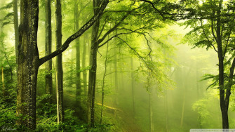 HD Green Forest Wallpaper