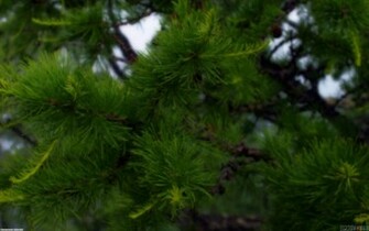 Pine Tree Wallpaper Open Walls