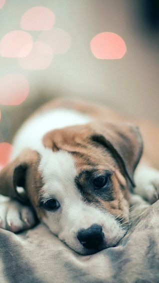 Cute Animals iPhone Wallpaper You Would Love To