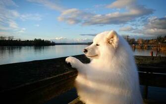 Wallpaper Samoyed Dog Muzzle Bushy
