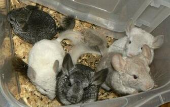 Baby Chinchillas Playtime By Shadedrain