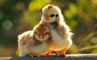 Animal Wallpaper