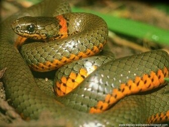 Here Are Some Unseen Snake Wallpaper HD These